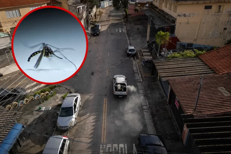 dengue